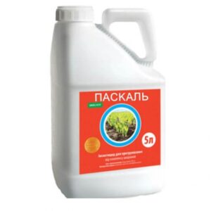 Паскаль